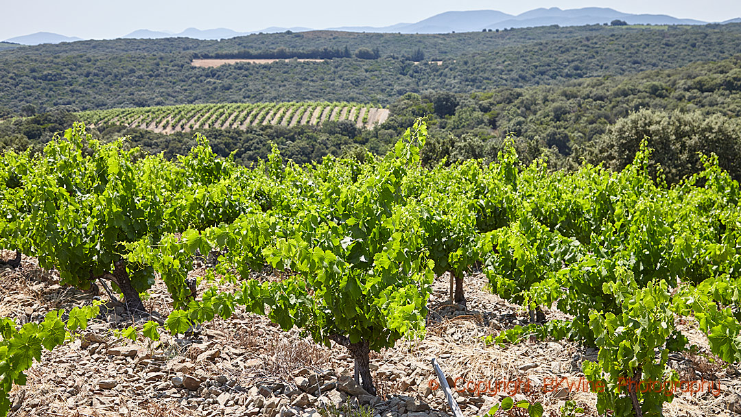 Vineyard landscape in the Languedoc