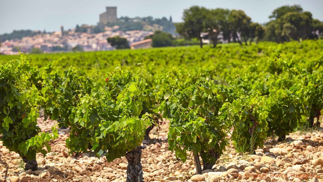 Vineyards in Chateauneuf-du-Pape and the village