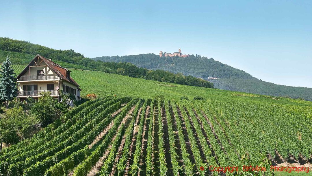 Vineyards and a half-timbered house and the Chateau du Haut Koenigsbourg in Orschwiller, Alsace