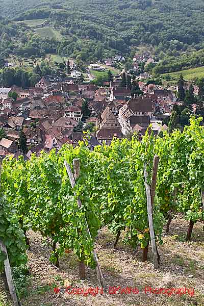 Riesling vines in a vineyard with a view of the Andlau village from Kastelberg grand cru, Alsace