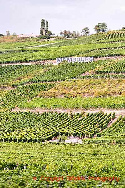 The Mambourg grand cru vineyard with white sign in Sigolsheim, Alsace