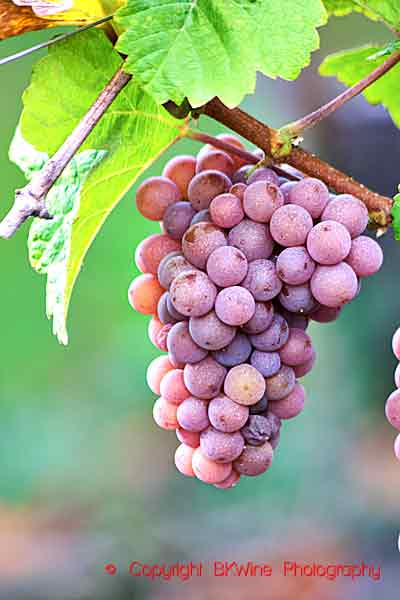 A gewurztraminer grape bunch in the Brand grand cru vineyard in Turckheim, Alsace