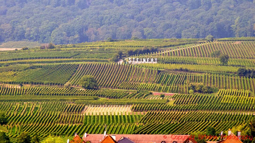 The Steinert grand cru vineyard with a sign in Pfaffenheim, Alsace