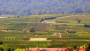 The Steinert grand cru vineyard with a sign in Pfaffenheim, Alsace