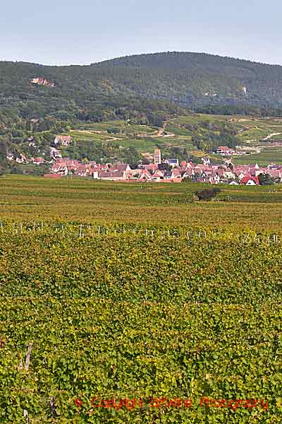 Vineyards around the village Gueberschwihr, Alsace